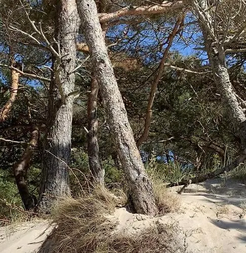 Kunigiskiu Whitehouse 公寓 帕兰加